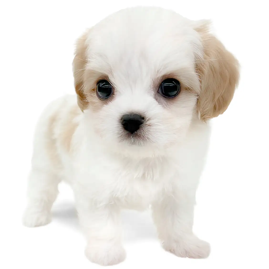 MIX(マルチーズ×キャバリアキングチャールズスパニエル)