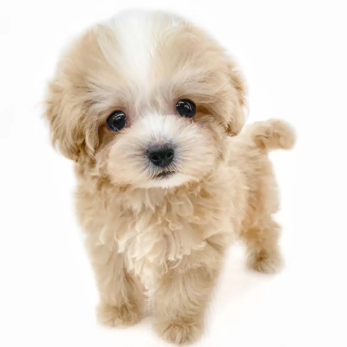 MIX(マルチーズ×トイプードル)