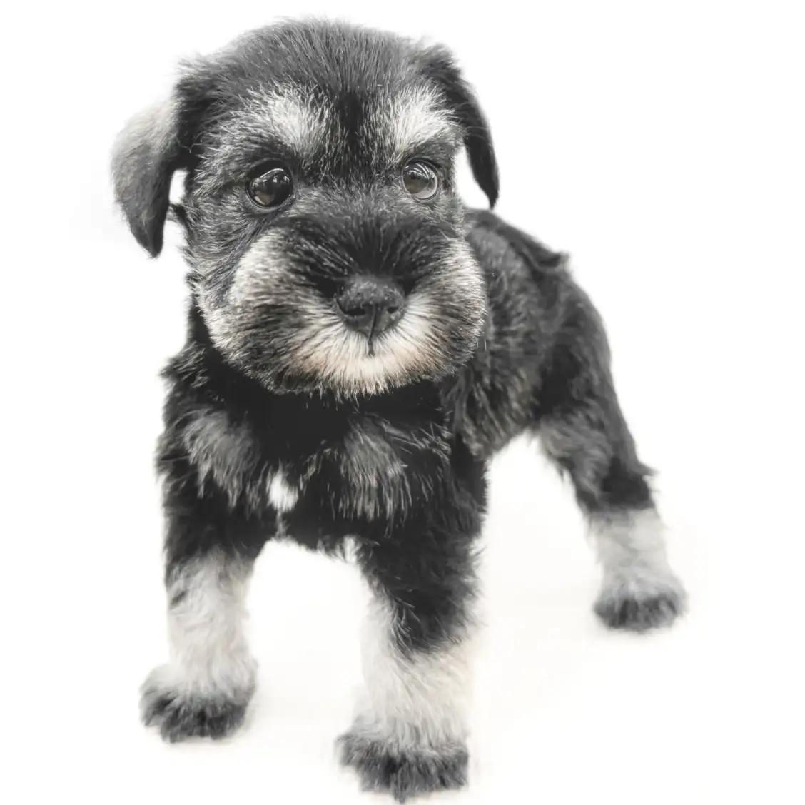 ミニチュア・シュナウザー