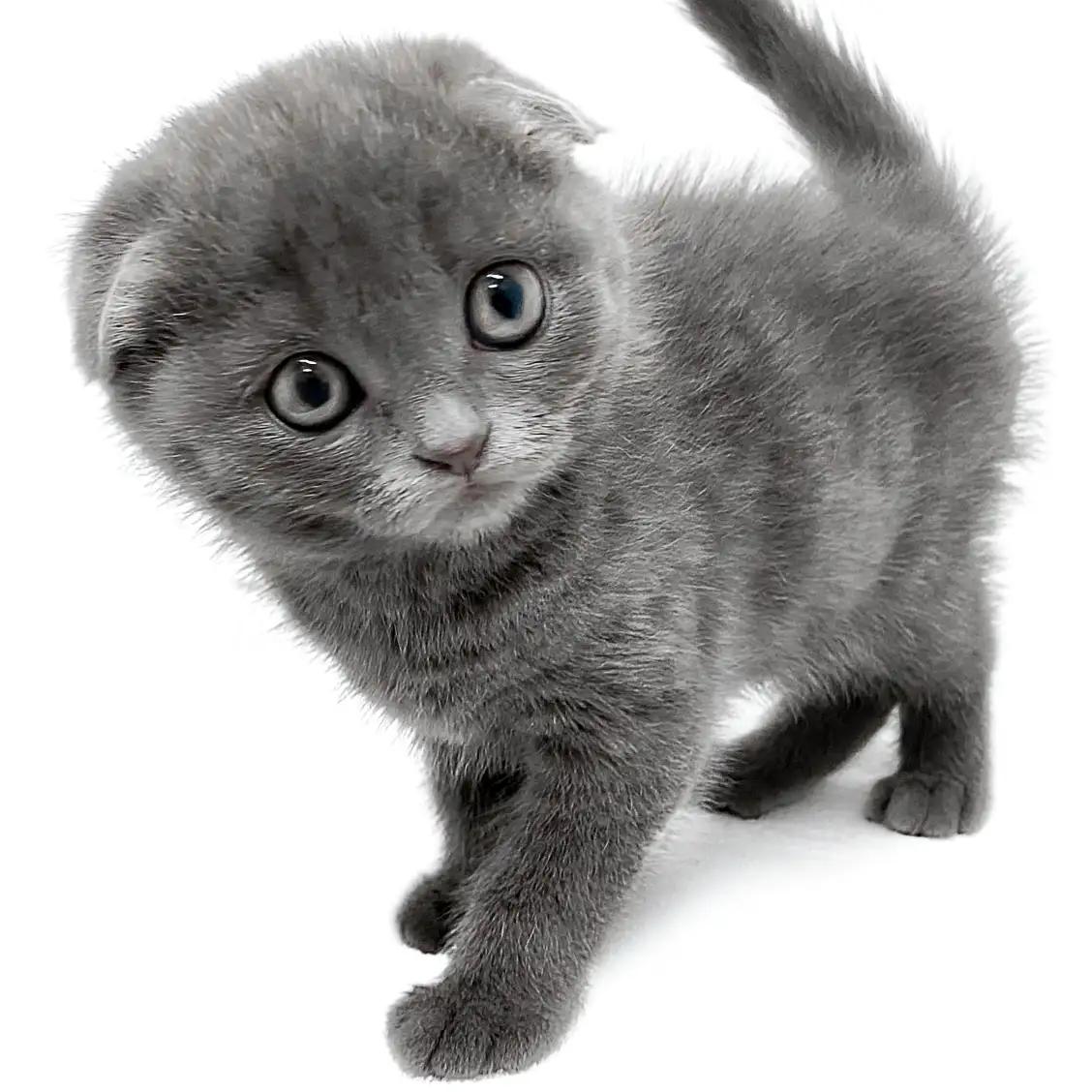 スコティッシュフォールド