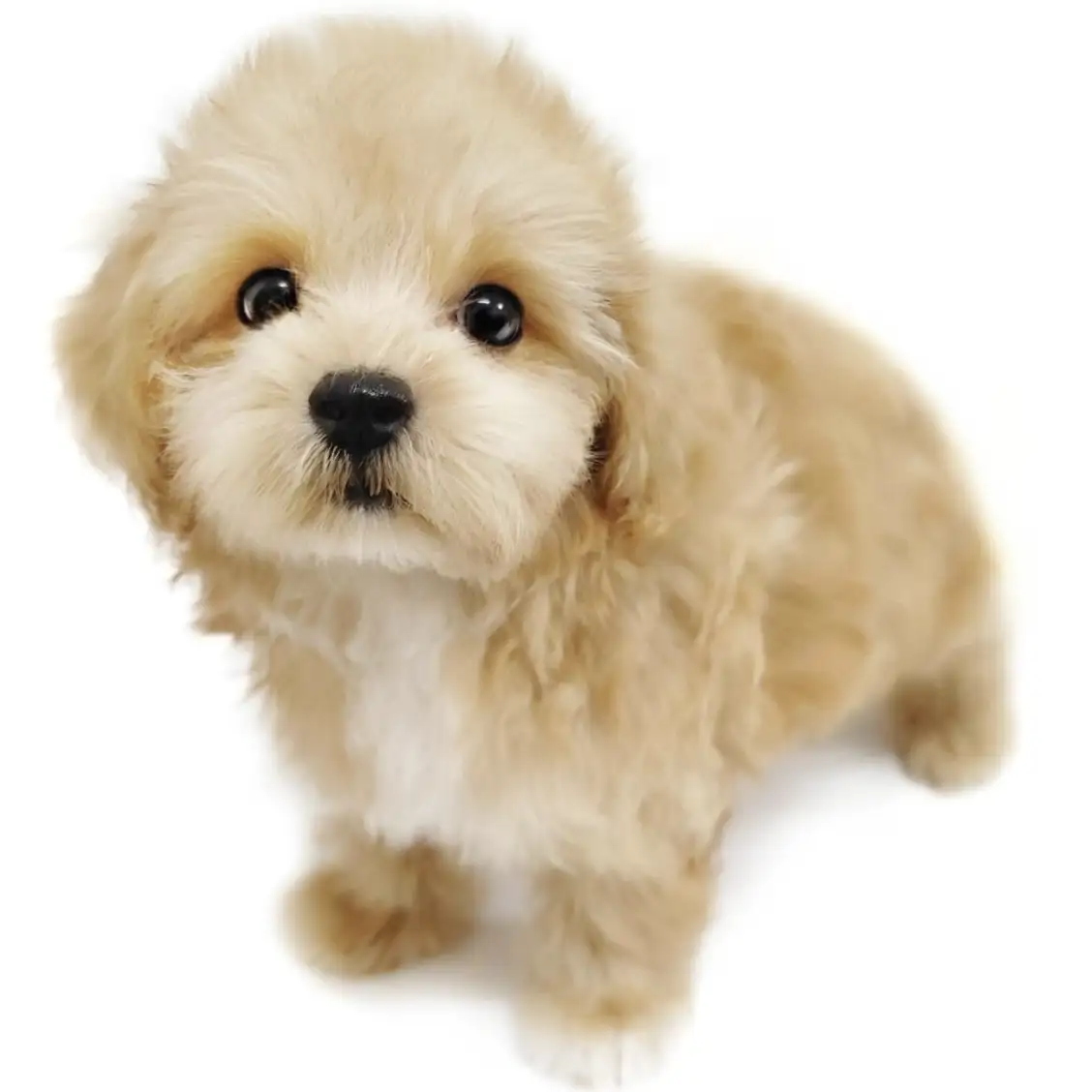 MIX(マルチーズ×トイプードル)