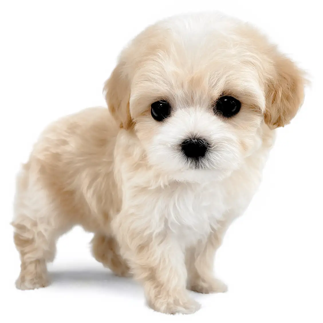 MIX（マルチーズ×トイプードル）