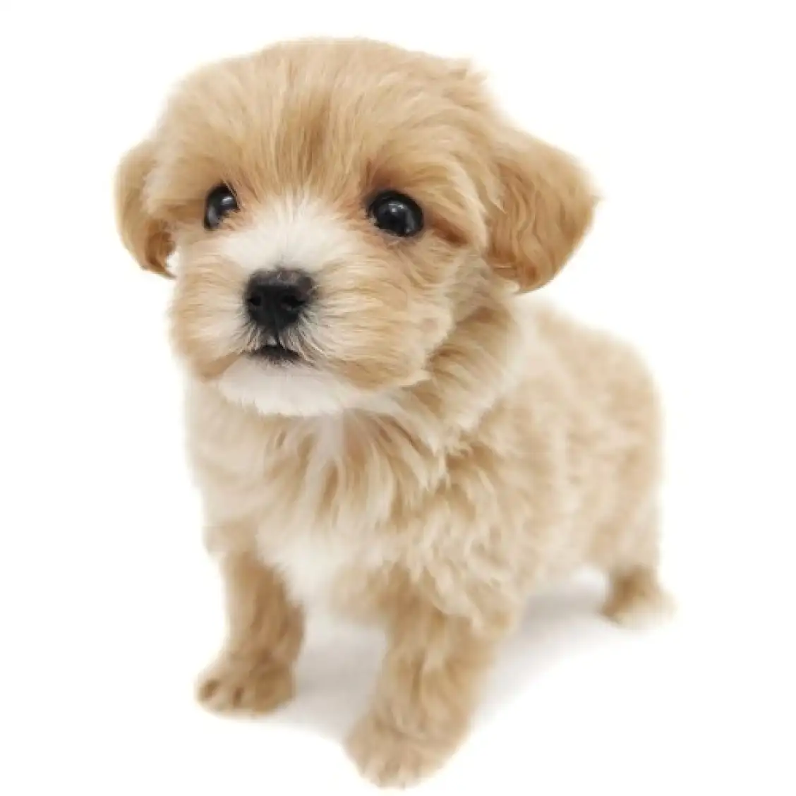 MIX(マルチーズ×トイプードル)