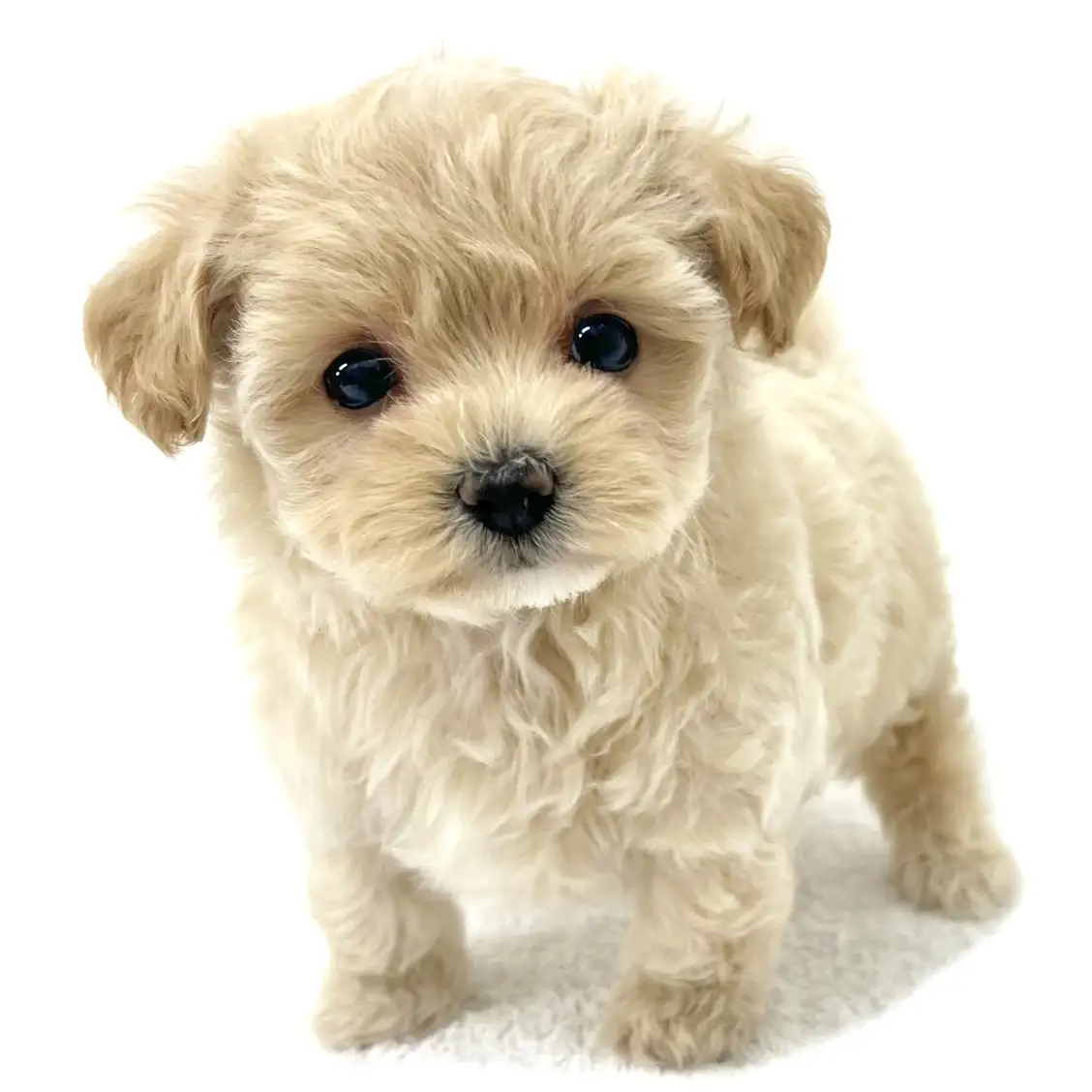 MIX(マルチーズ×トイプードル)