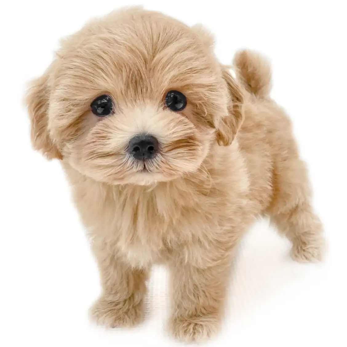 MIX(マルチーズ×トイプードル)