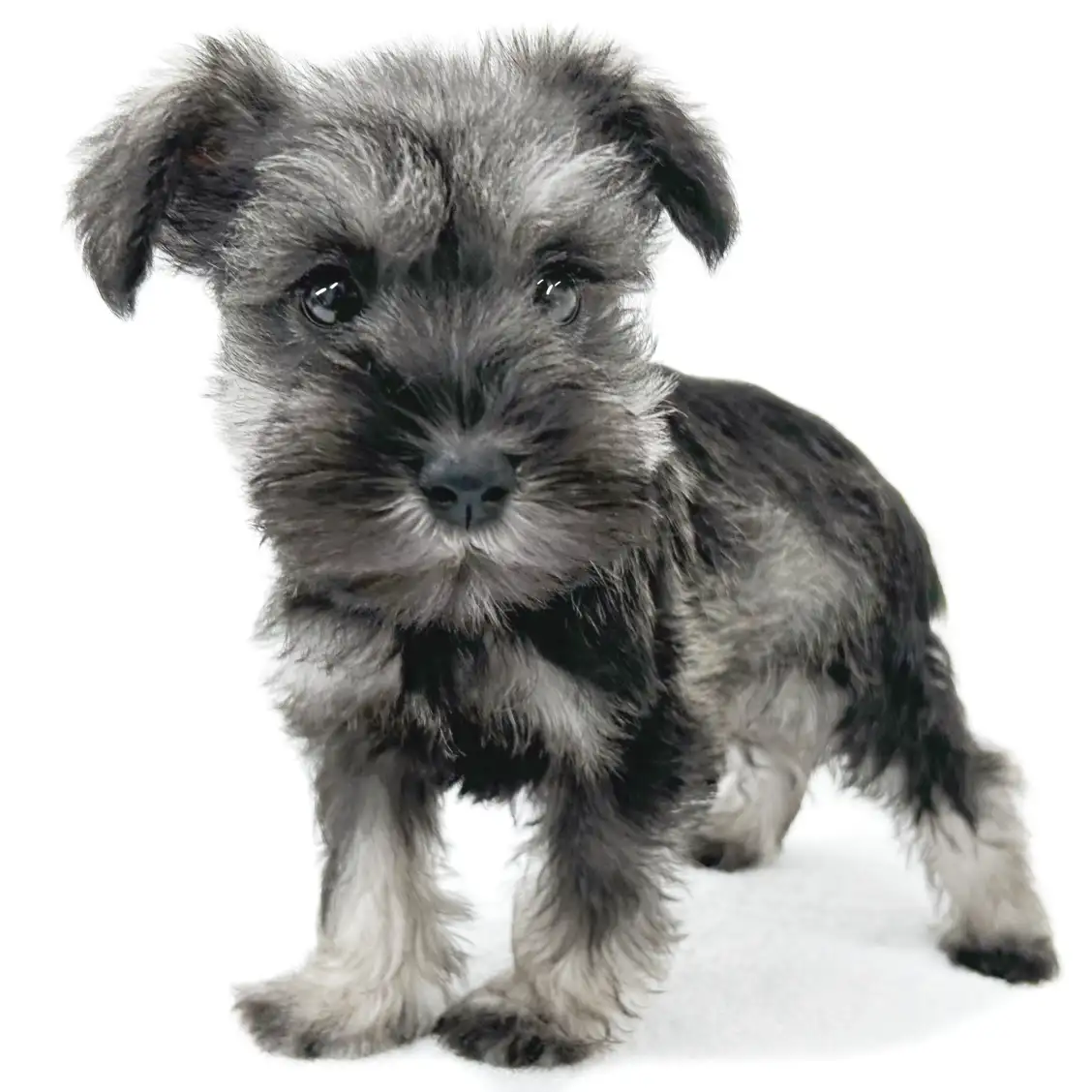 ミニチュア・シュナウザー