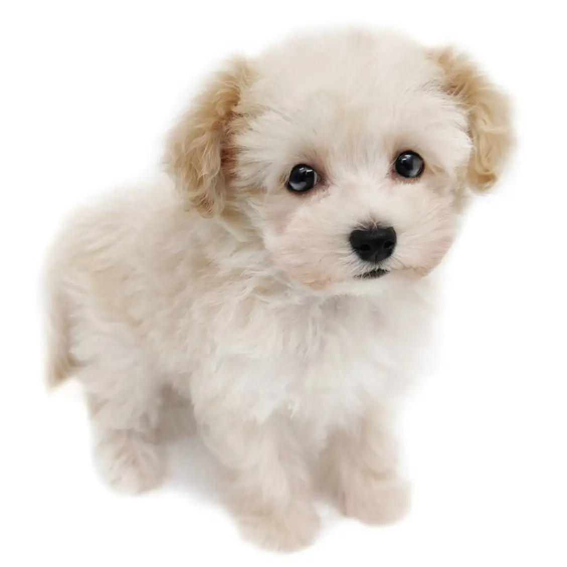 MIX(マルチーズ×トイプードル)