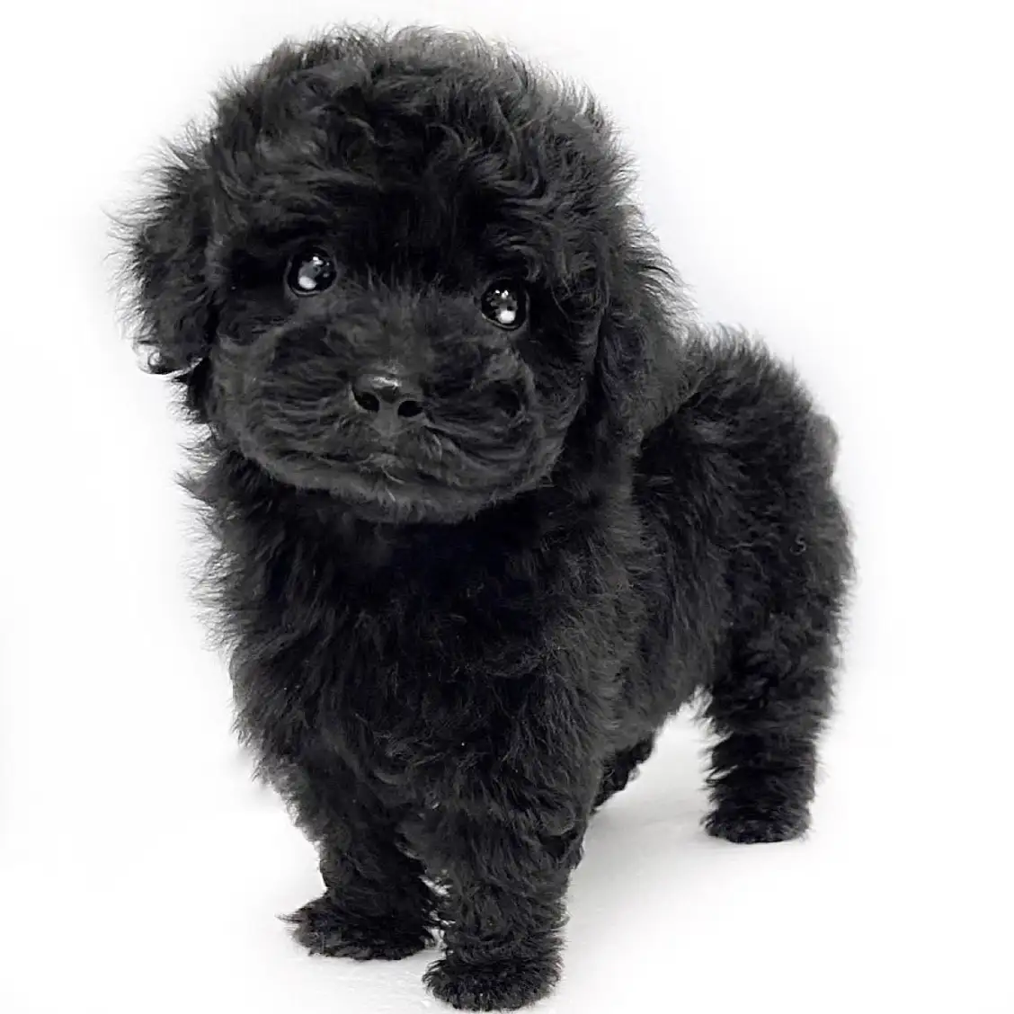 トイ・プードル