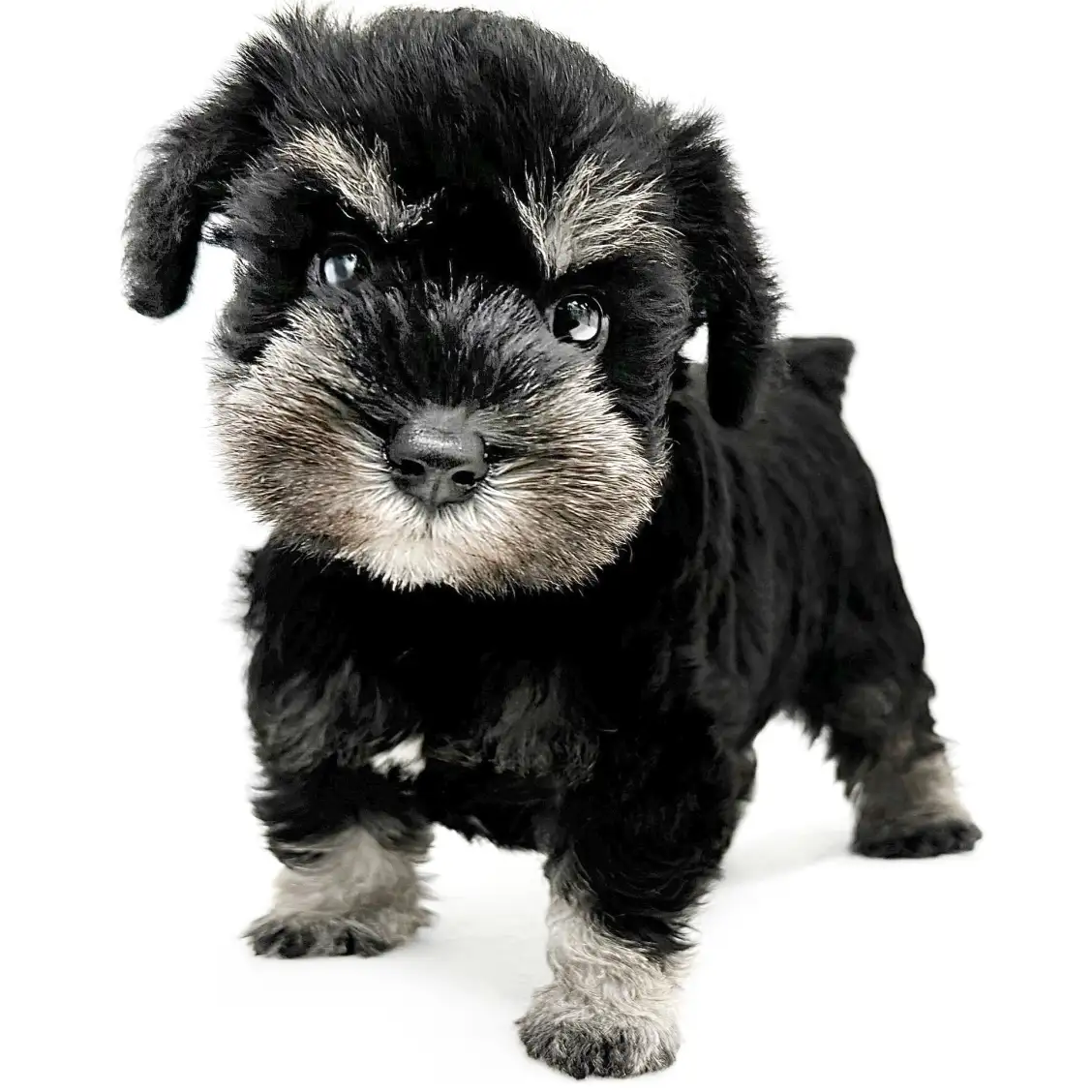 ミニチュア・シュナウザー