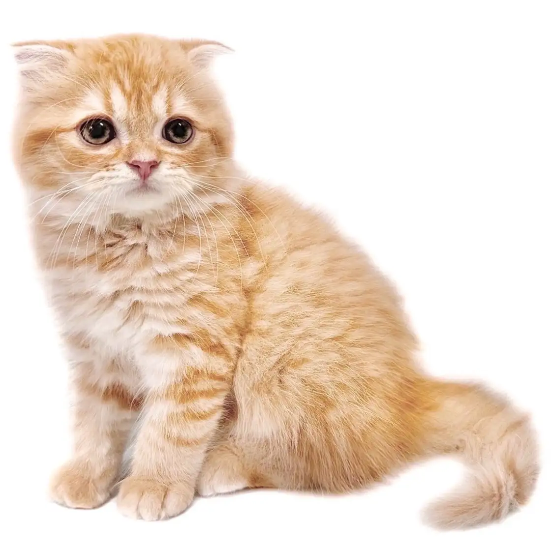 スコティッシュフォールド