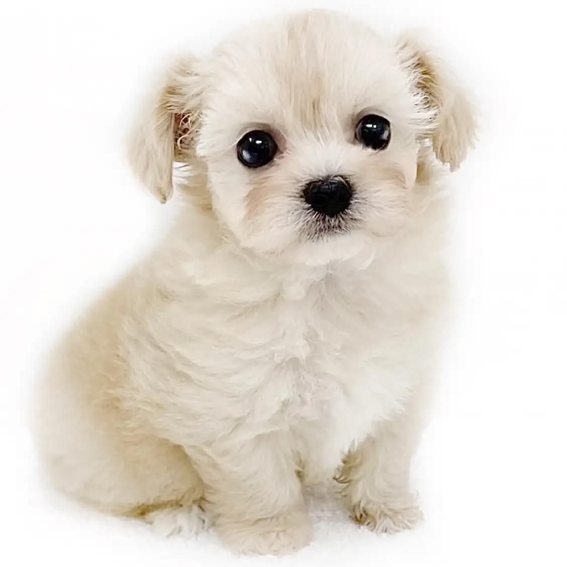 MIX(チワワ×トイプードル)