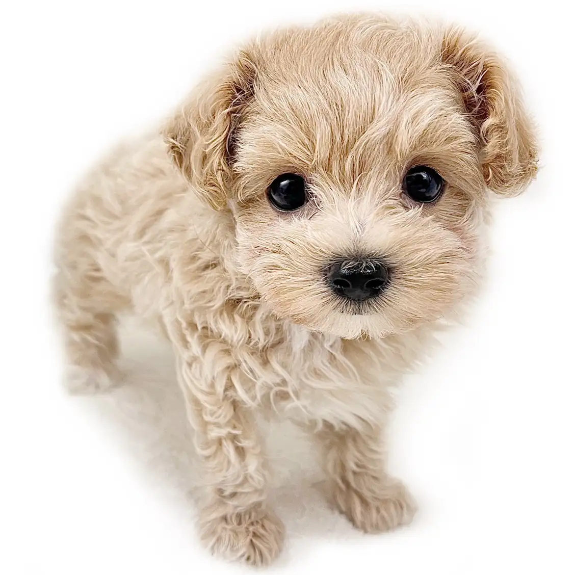 MIX（トイプードル×マルチーズ）