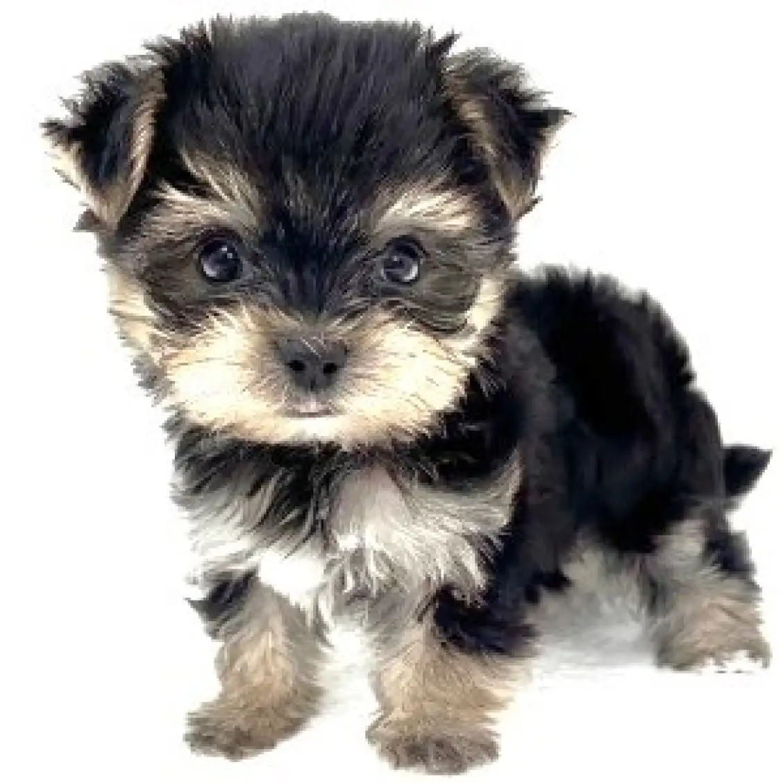 MIX(マルチーズ×ヨークシャーテリア)