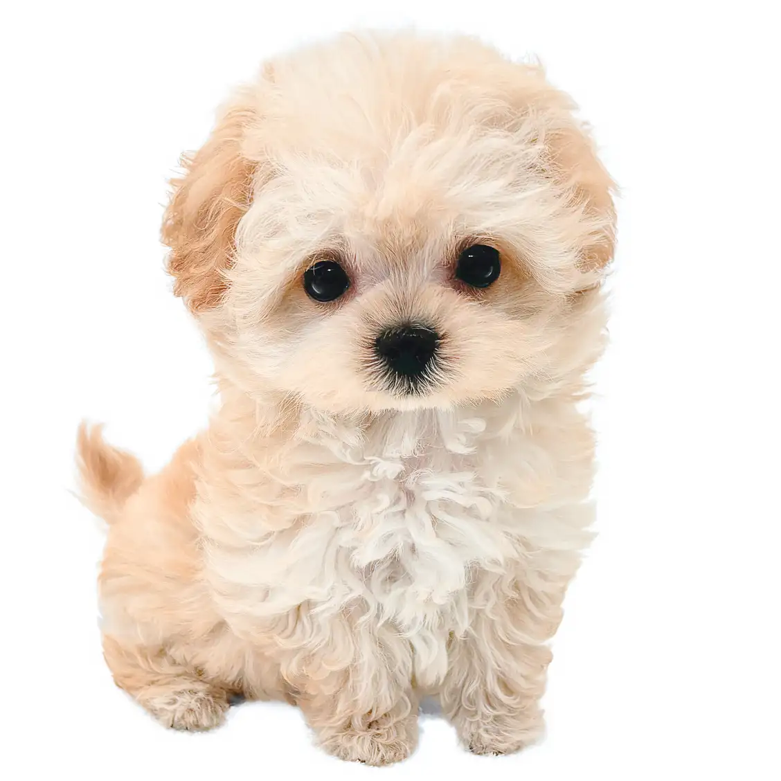 MIX（チワワ×トイプードル）