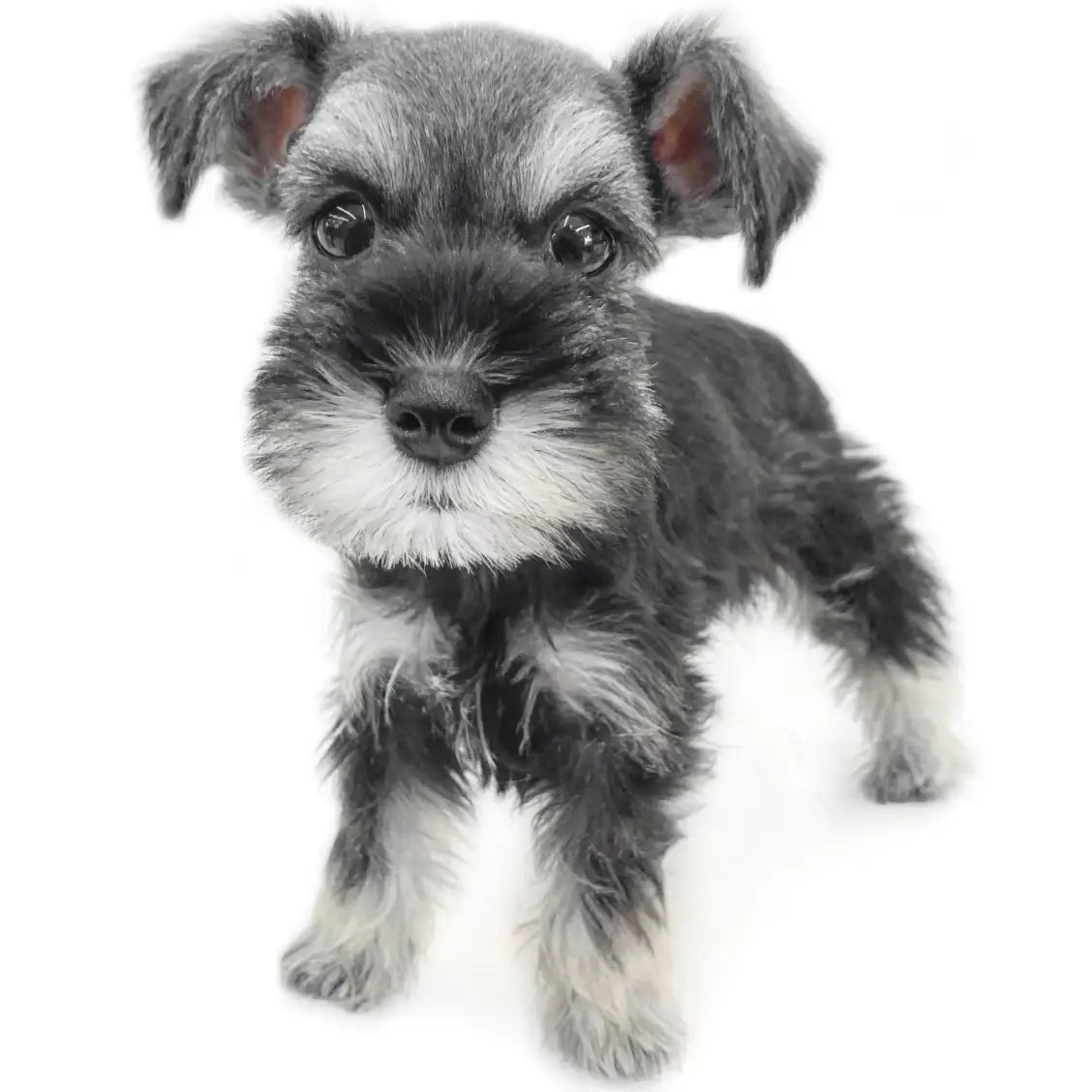 ミニチュア・シュナウザー