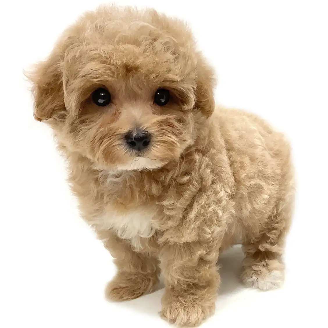 MIX(ビションフリーゼ×トイプードル)