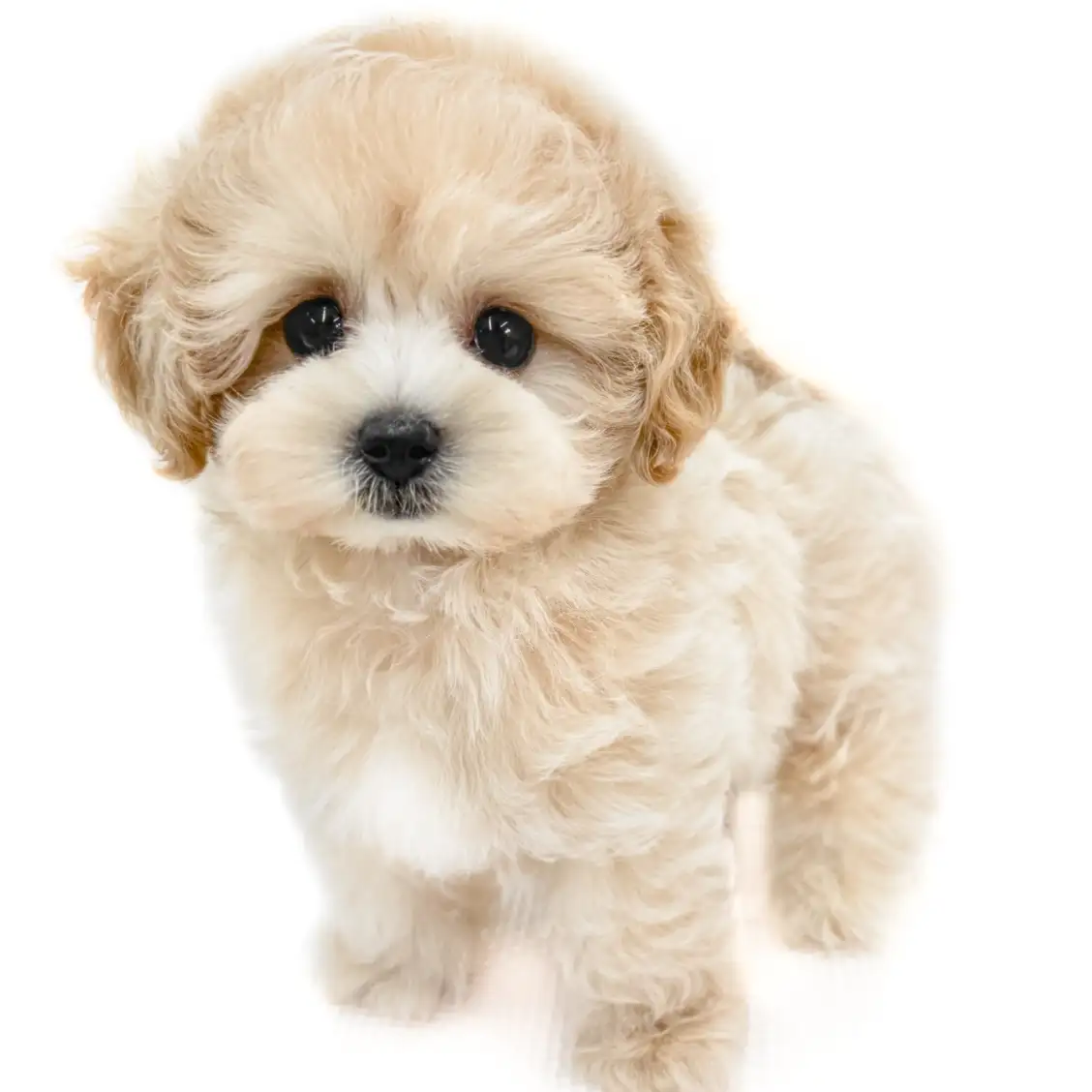 MIX(マルチーズ×トイプードル)