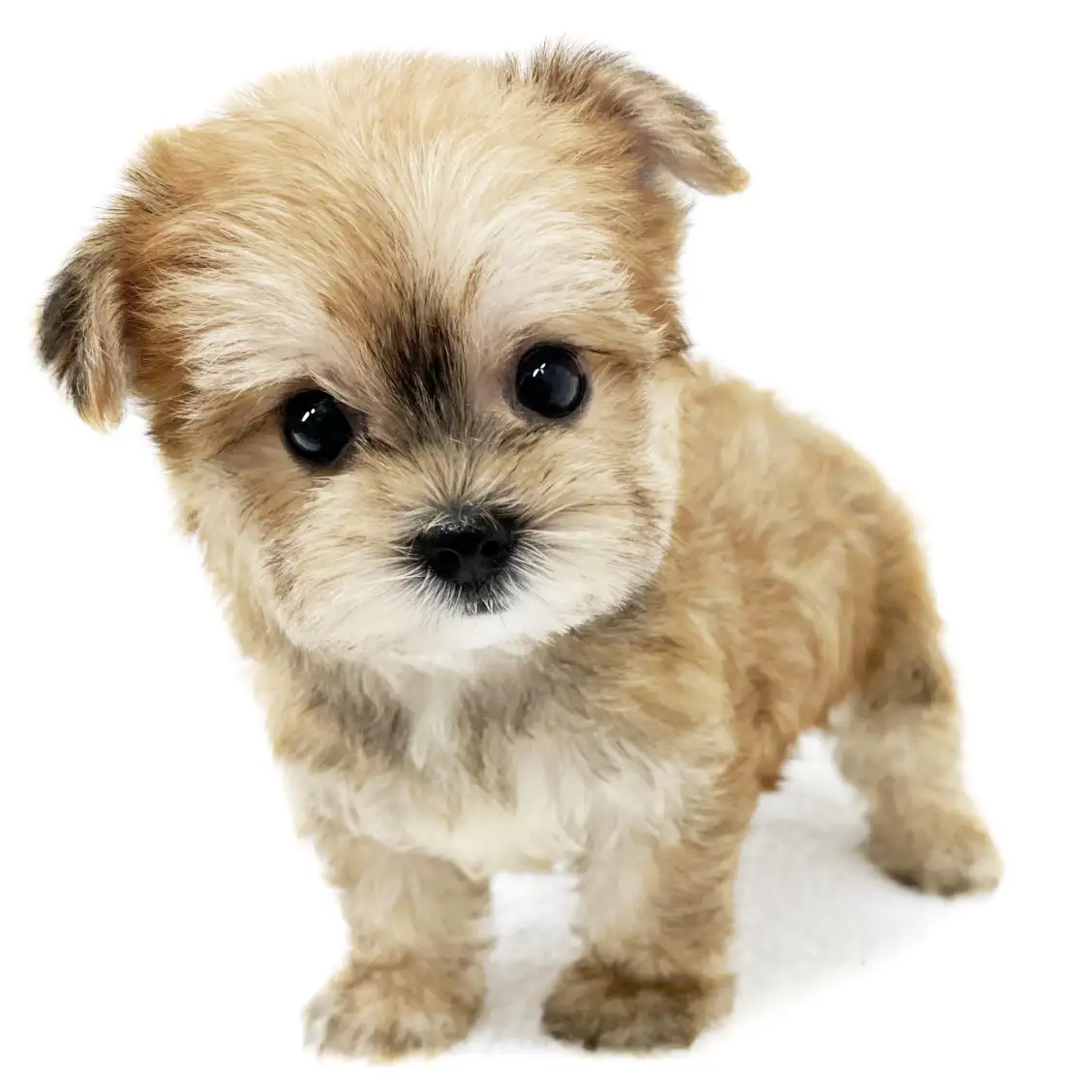 MIX(マルチーズ×ヨークシャーテリア)