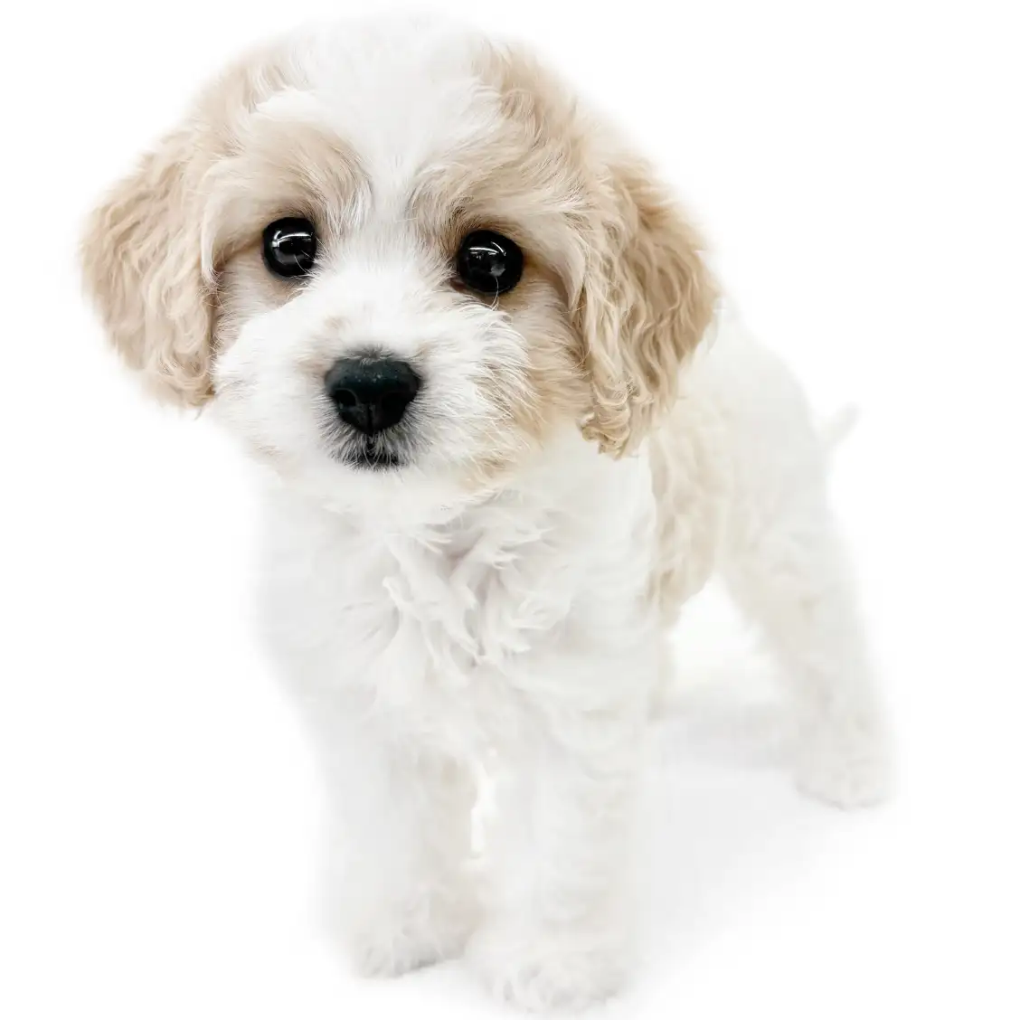 MIX（キャバリアキングチャールズスパニエル×ビションフリーゼ）