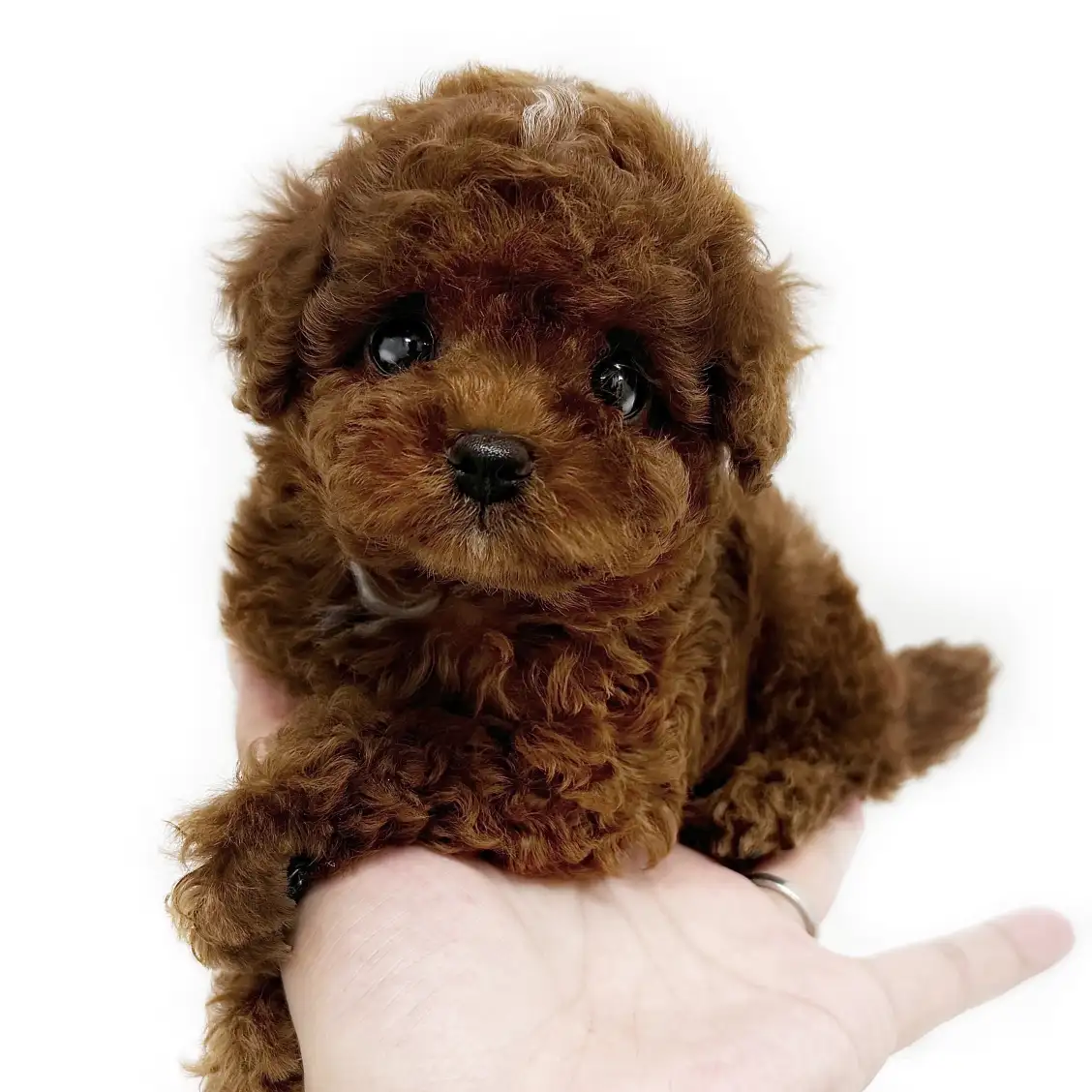 トイ・プードル