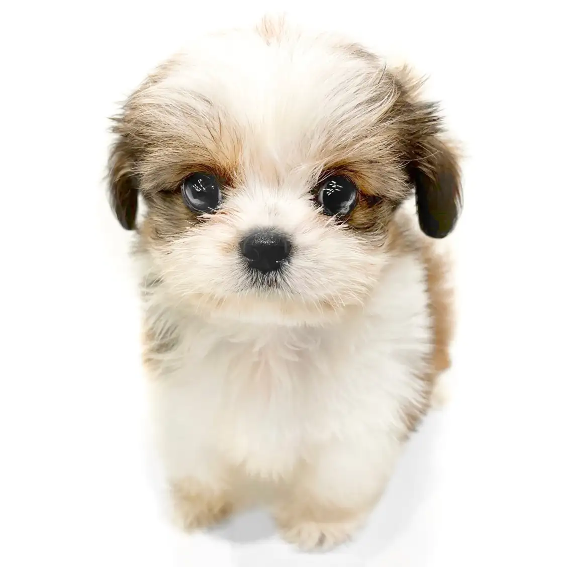 MIX(チワワ×シーズー)