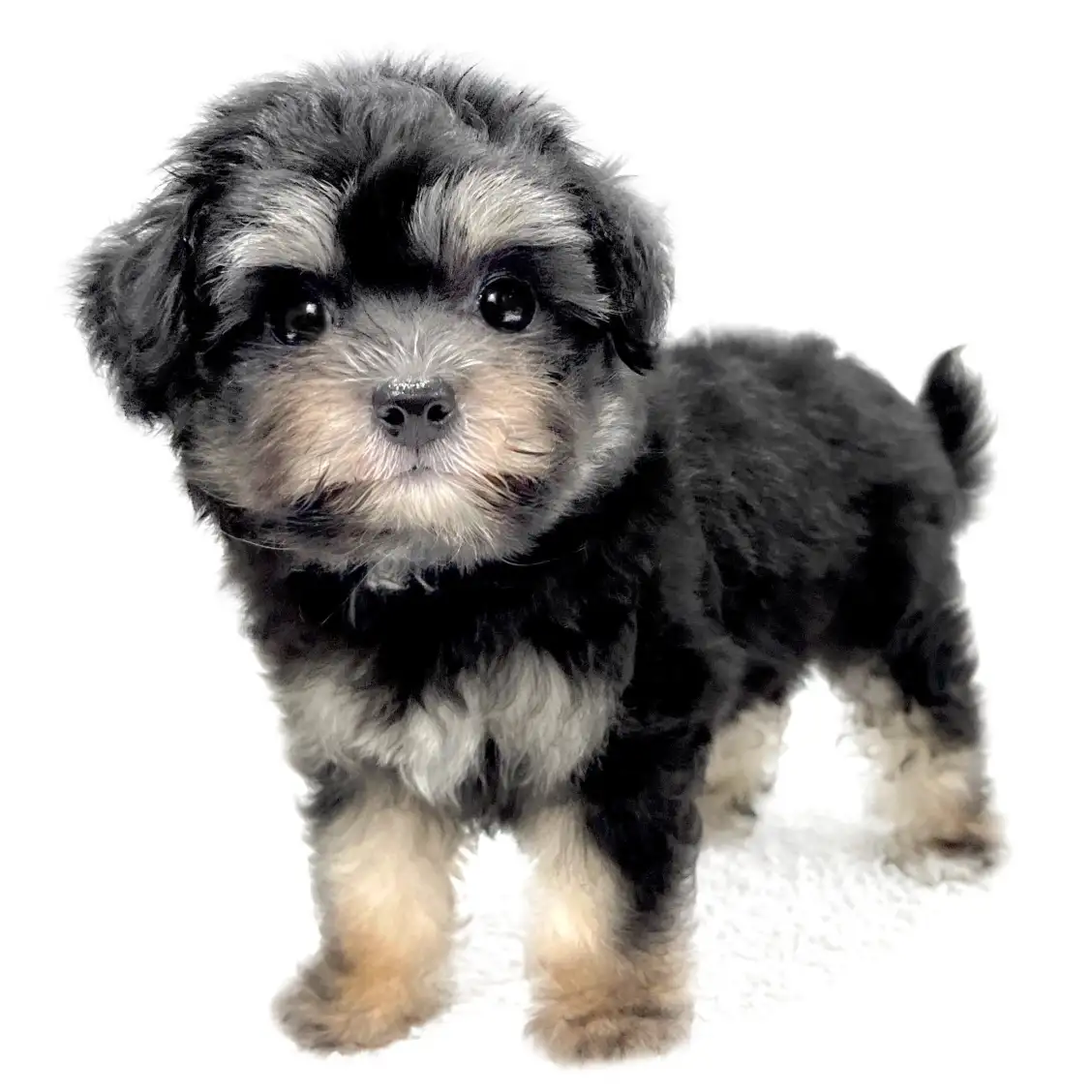 MIX(チワワ×トイプードル)