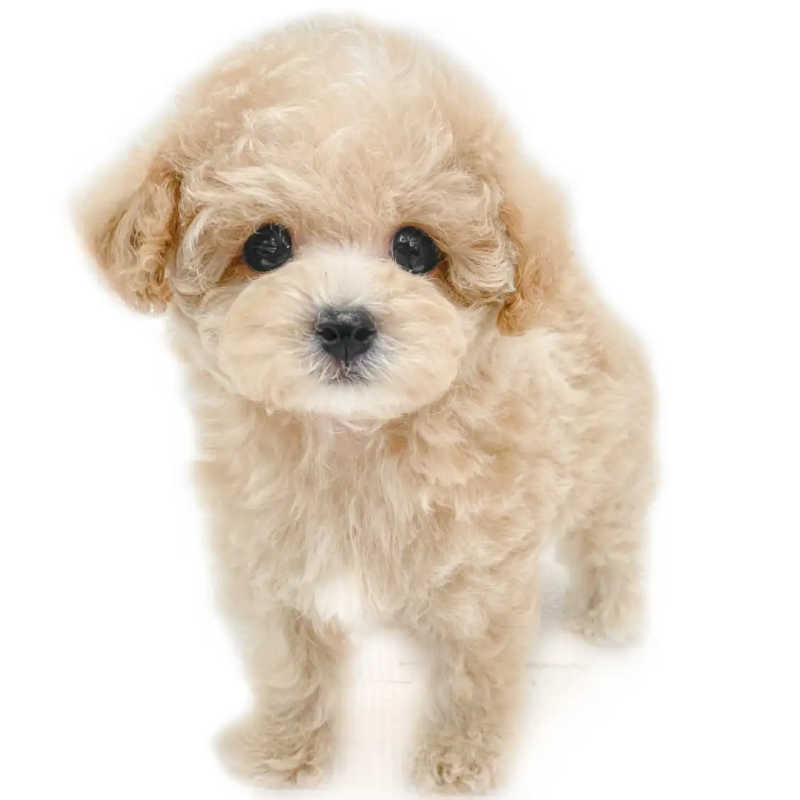 MIX(トイプードル×マルチーズ)