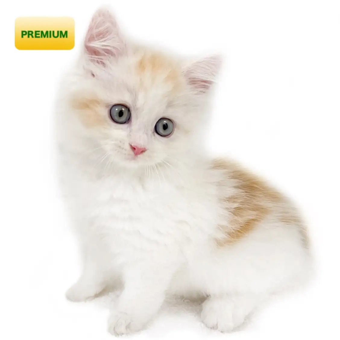 ノルウェージャンフォレストキャット