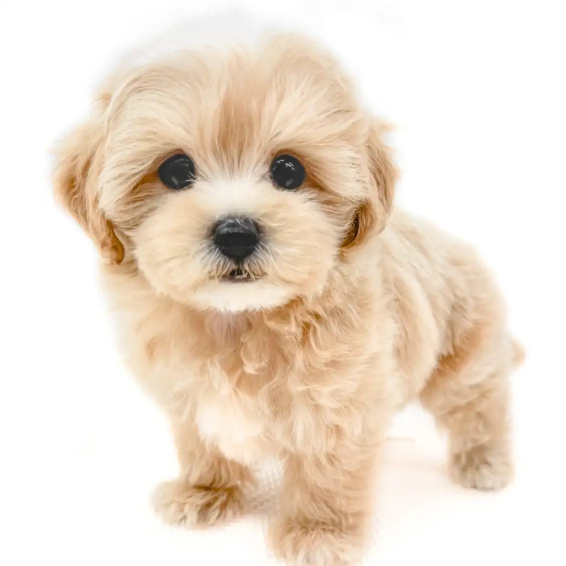 MIX（マルチーズ×トイプードル）