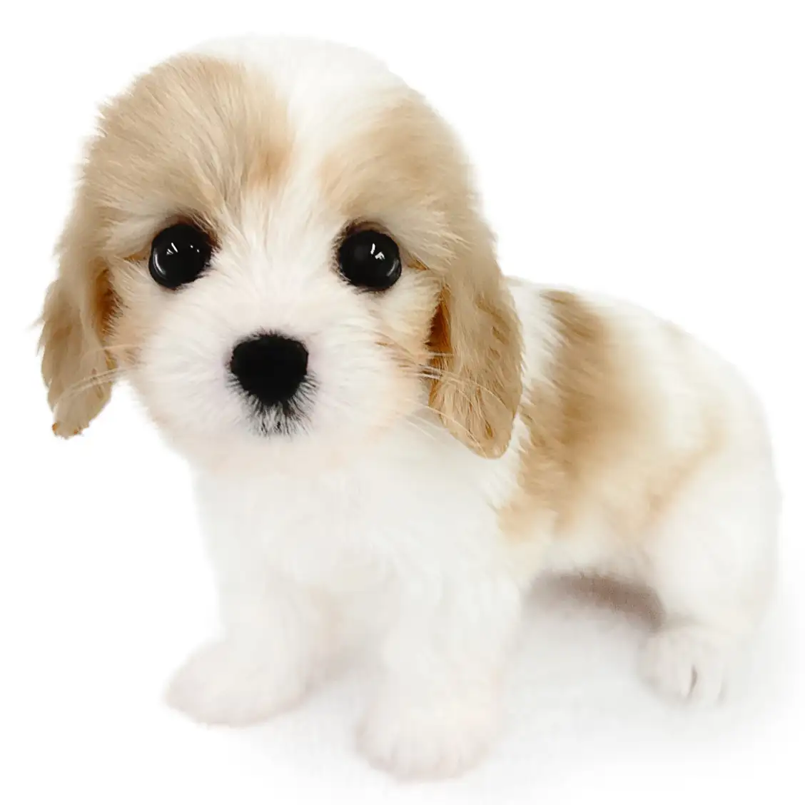 MIX(キャバリアキングチャールズスパニエル×ビションフリーゼ)