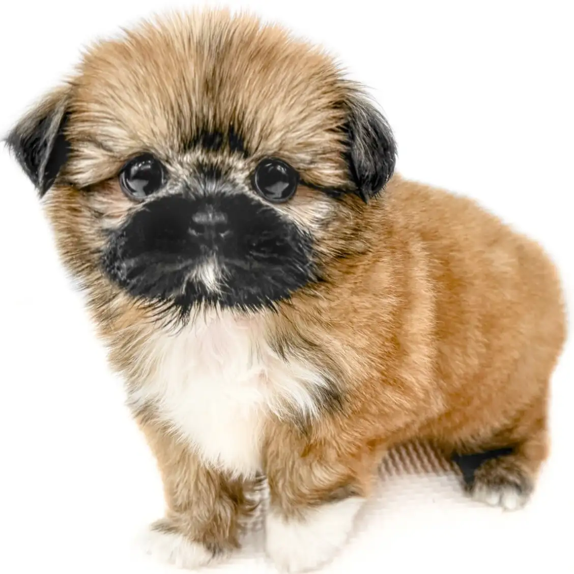 MIX(チワワ×シーズー)