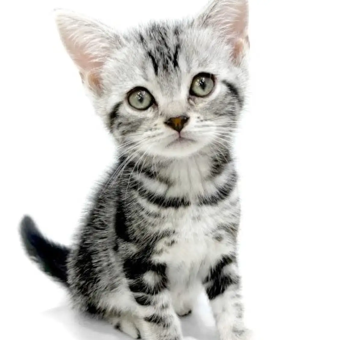 アメリカンショートヘア