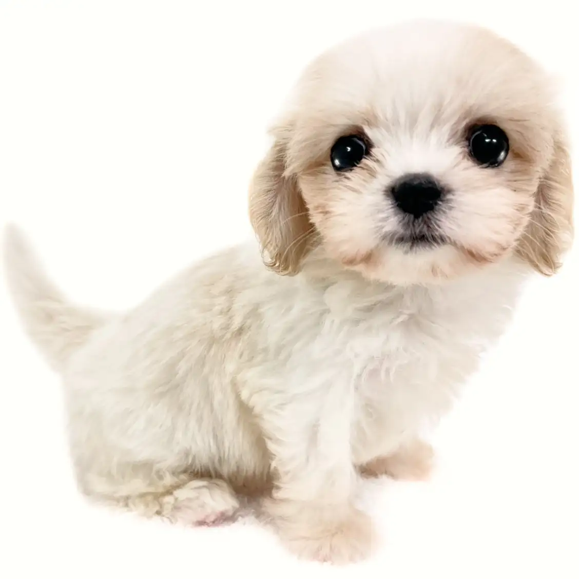 MIX(マルチーズ×キャバリアキングチャールズスパニエル)