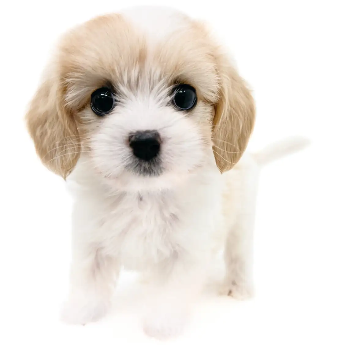 MIX(キャバリアキングチャールズスパニエル×ビションフリーゼ)