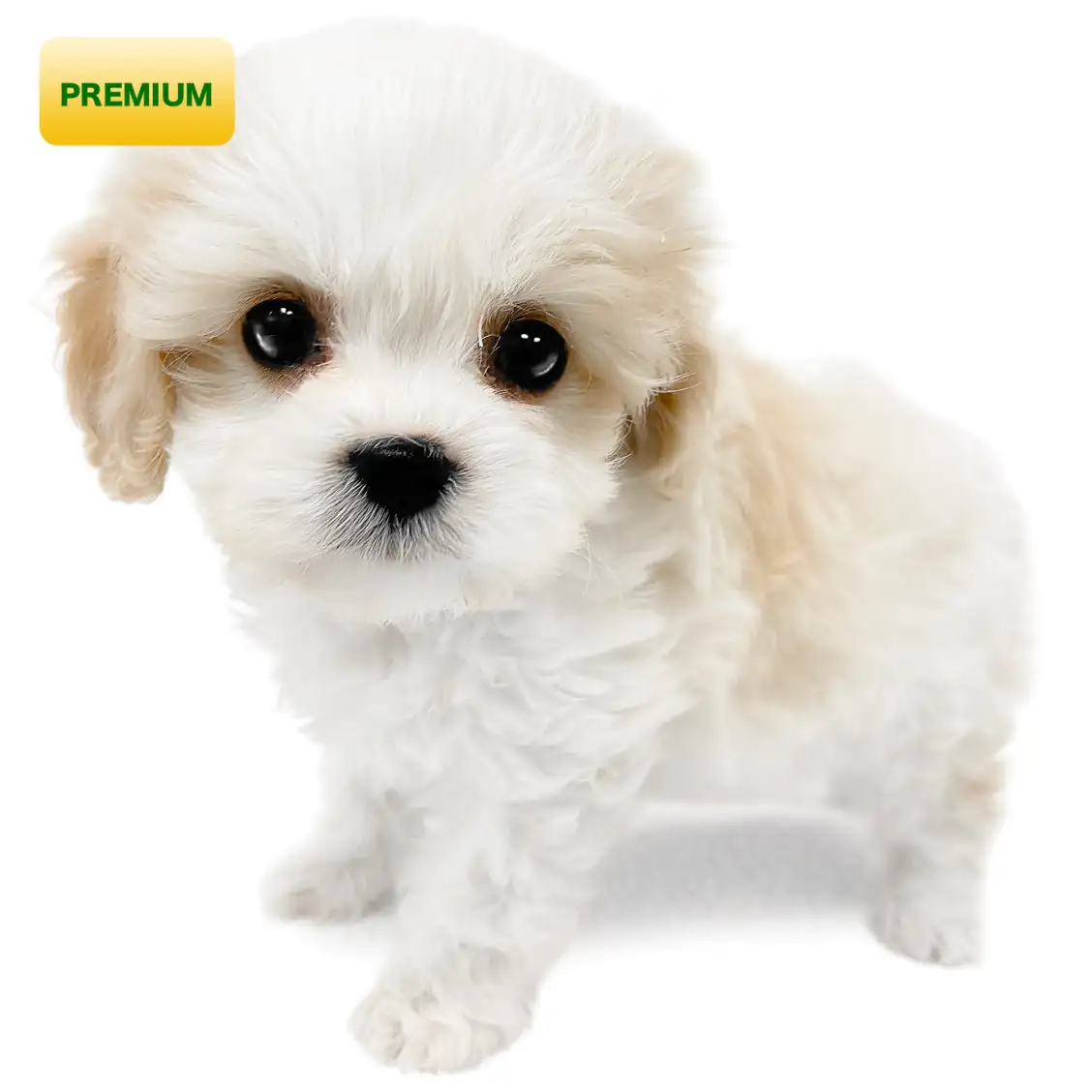 MIX(キャバリアキングチャールズスパニエル×ビションフリーゼ)