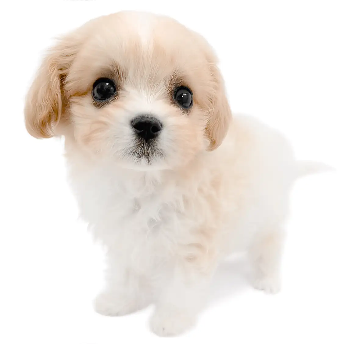 MIX（マルチーズ×キャバリアキングチャールズスパニエル）