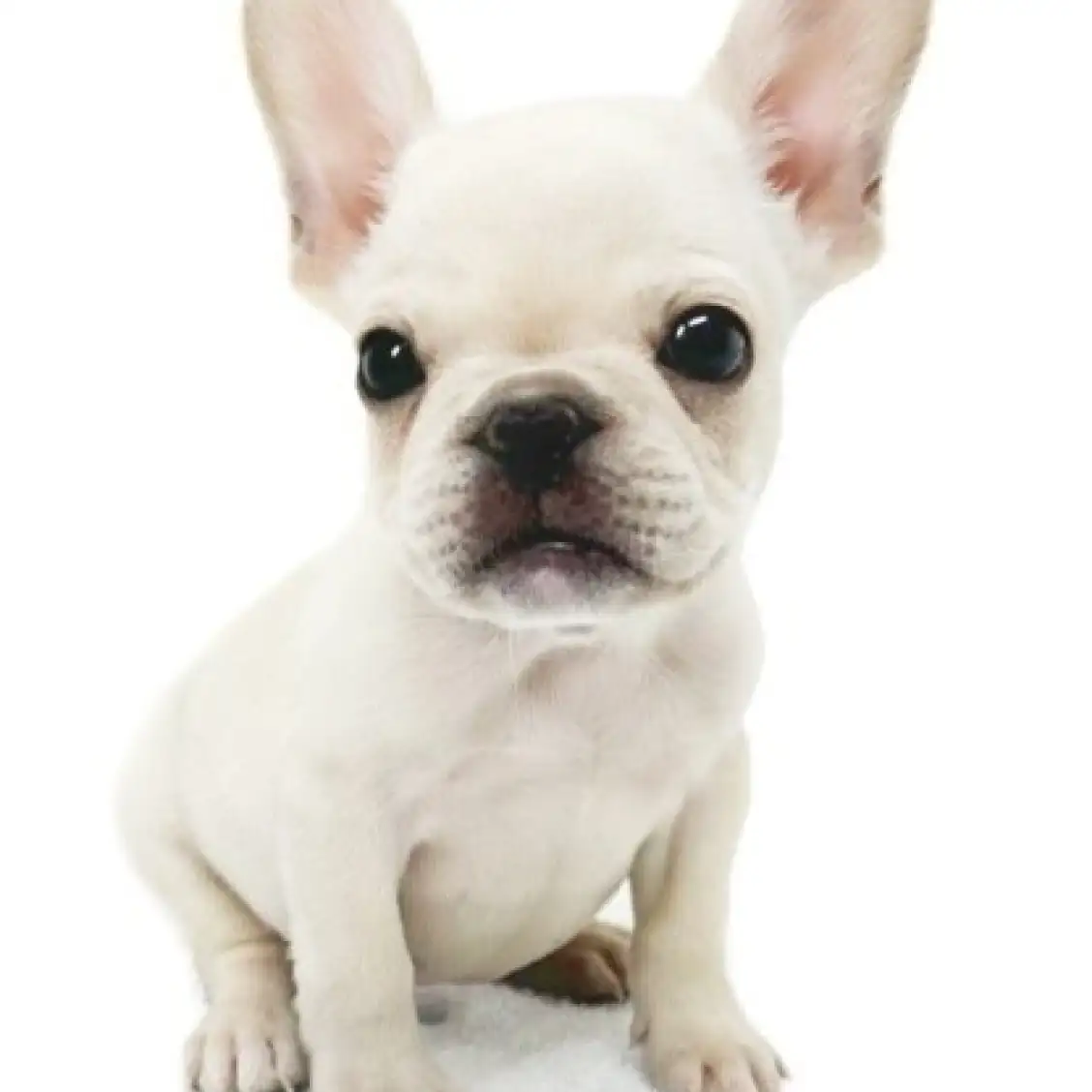 フレンチブルドッグ