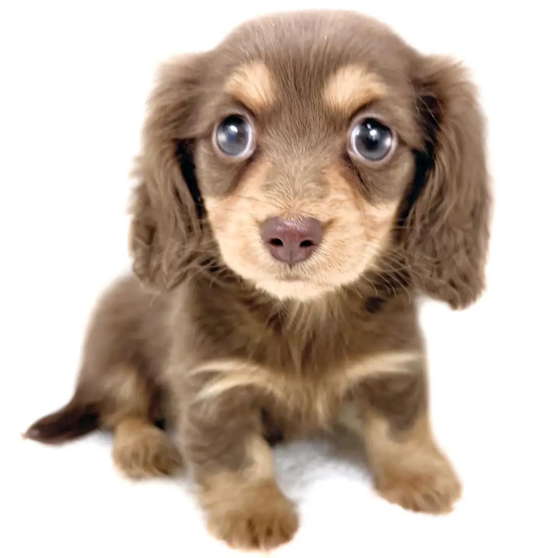 カニンヘン・ダックスフント