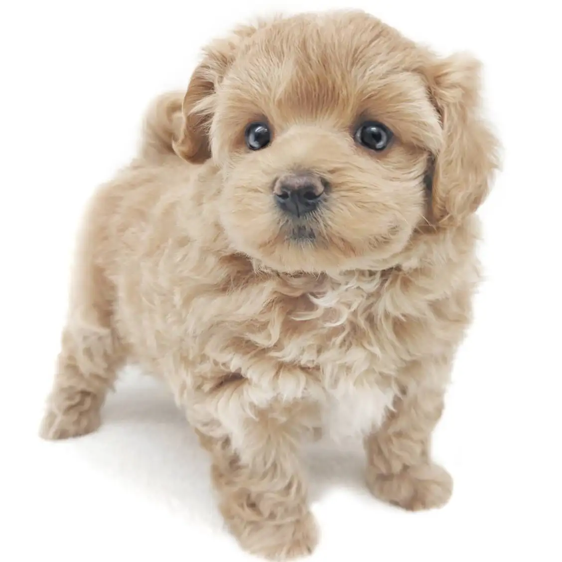 MIX（マルチーズ×トイプードル）