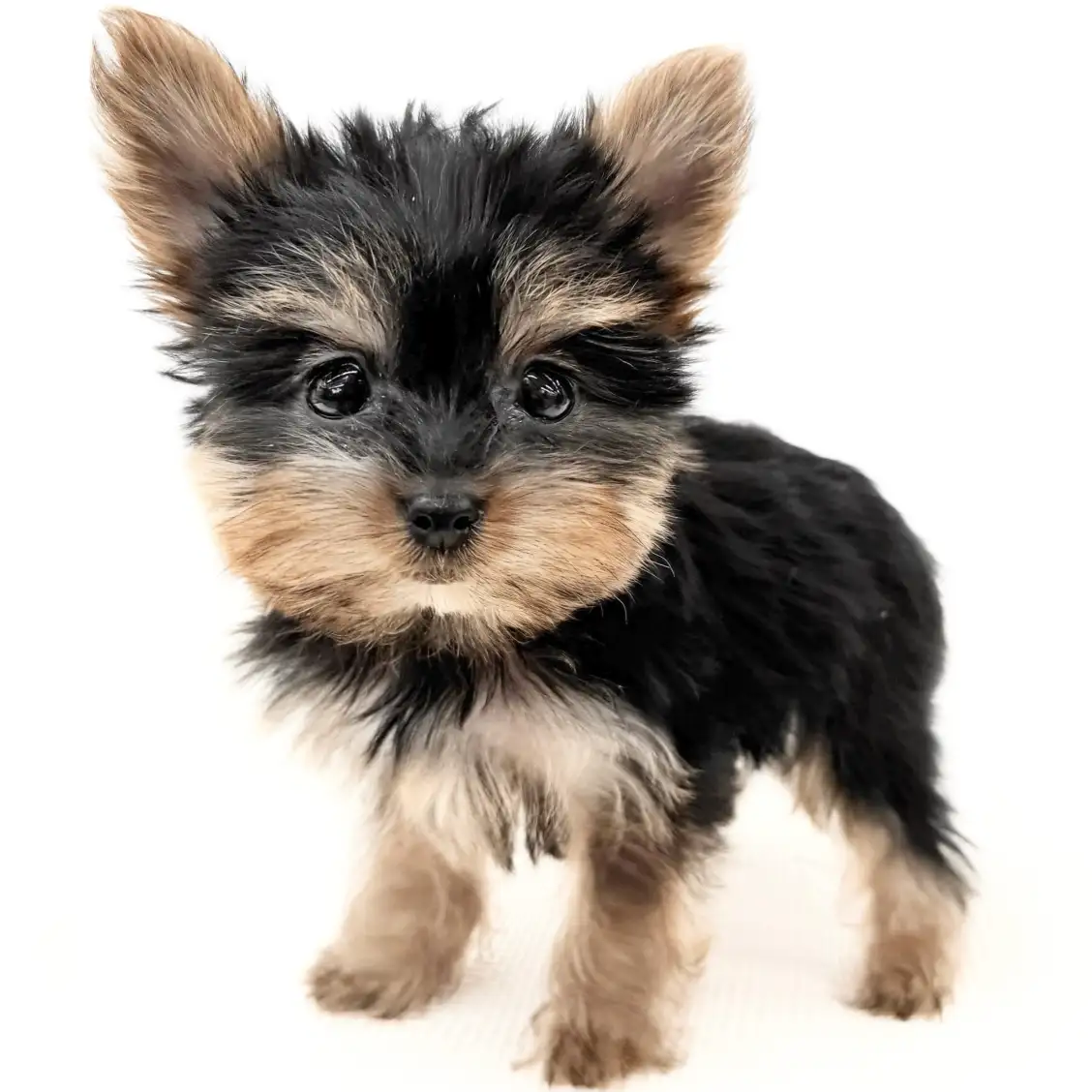 ヨークシャーテリア