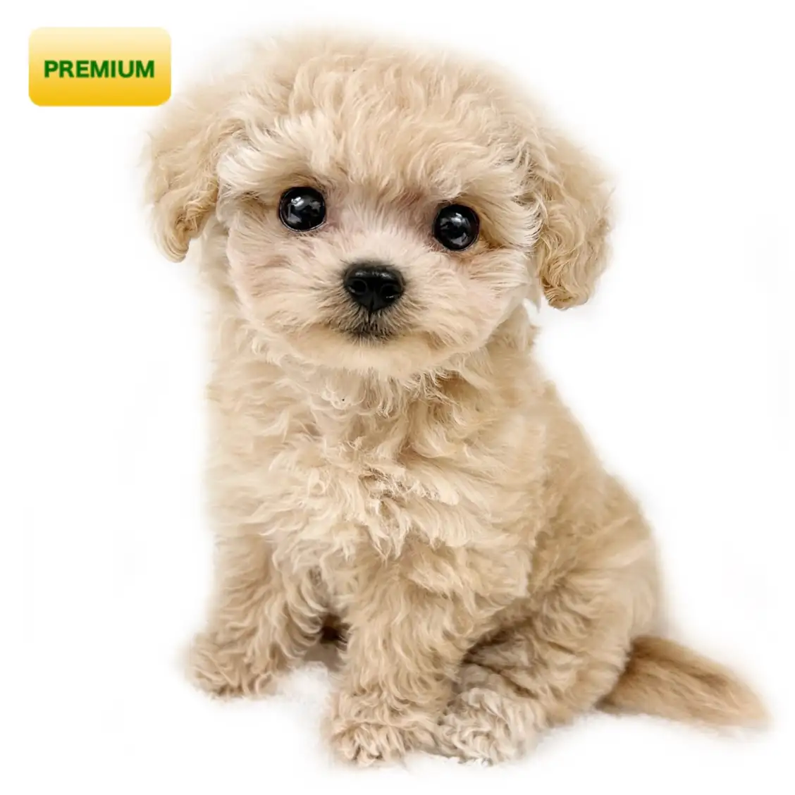 MIX(チワワ×トイプードル)