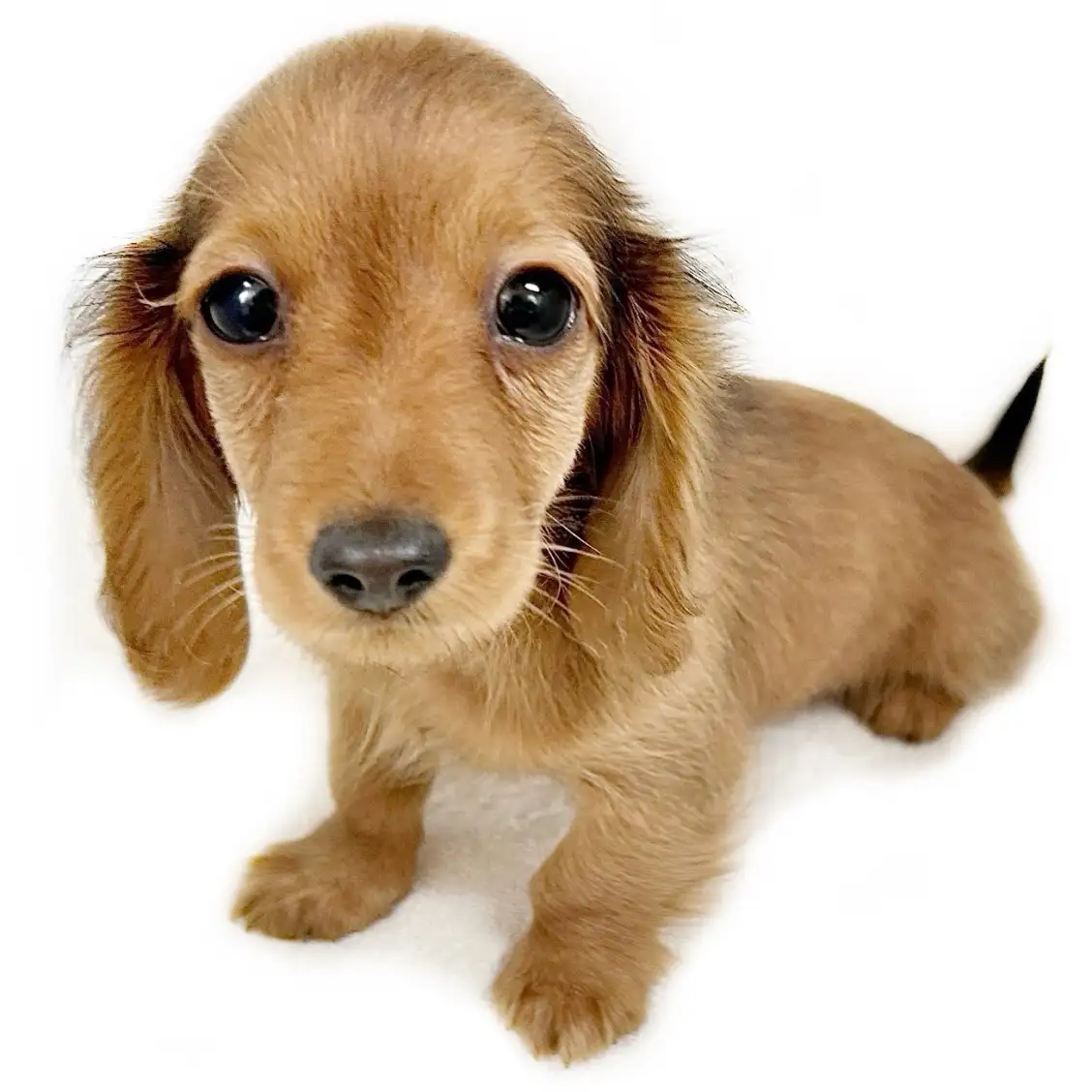 カニンヘン・ダックスフント