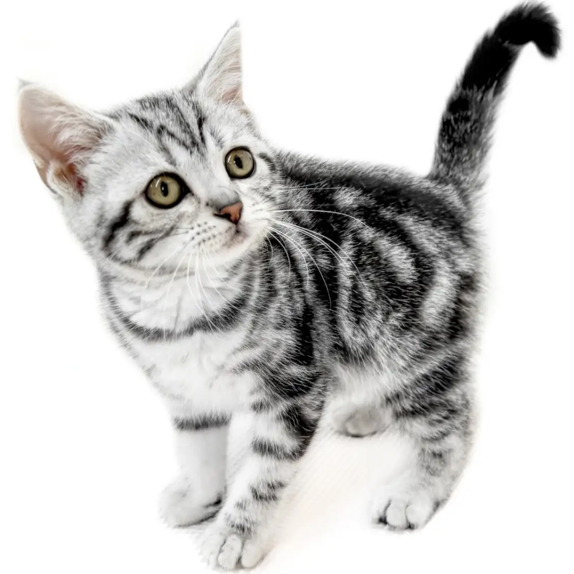 アメリカンショートヘア