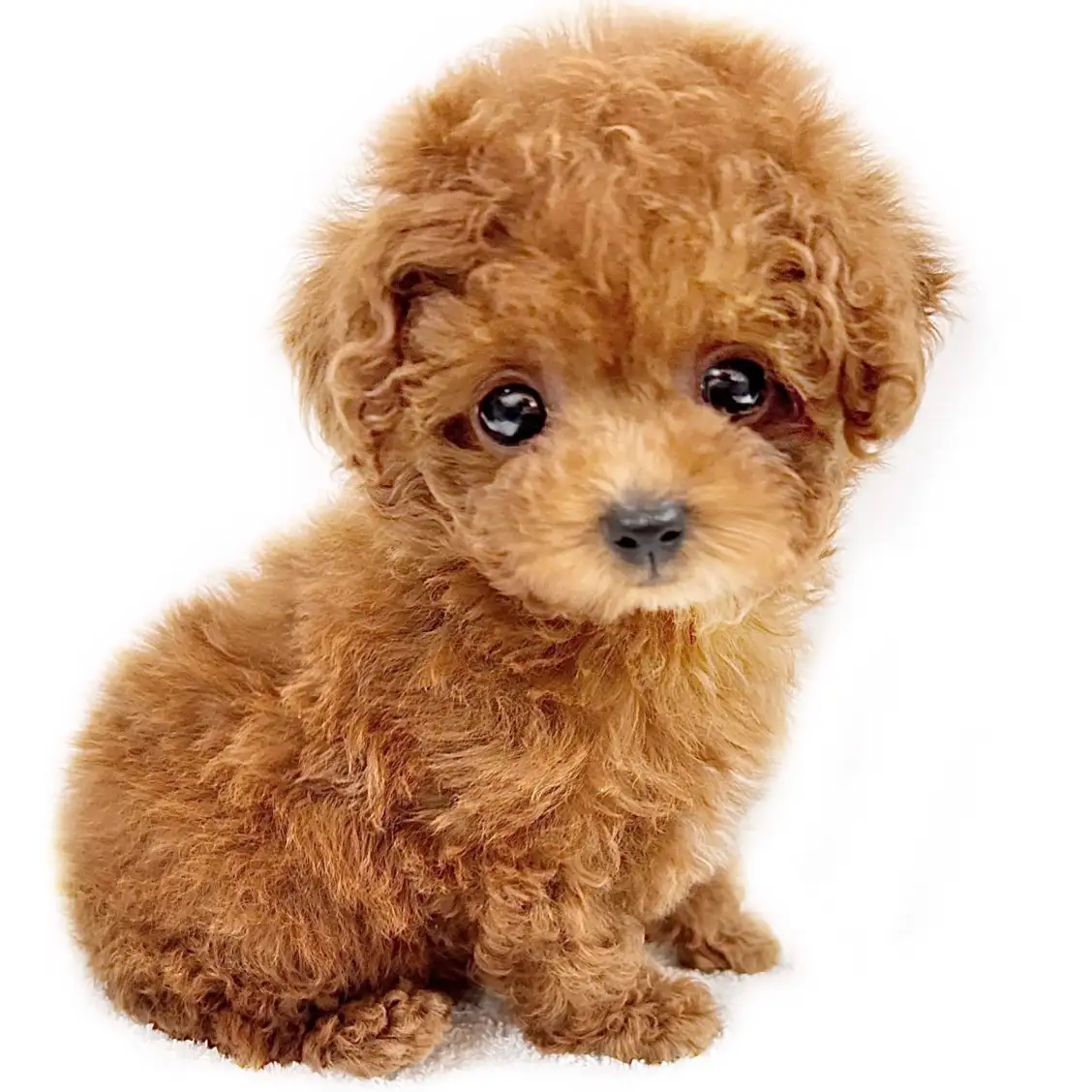 トイ・プードル