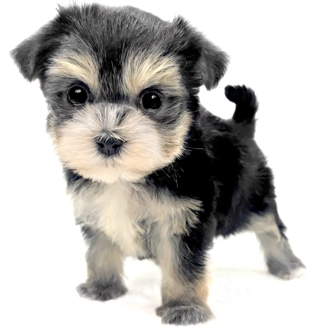 MIX(マルチーズ×ヨークシャーテリア)