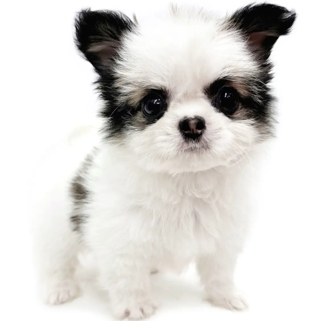 MIX(チワワ×シーズー)