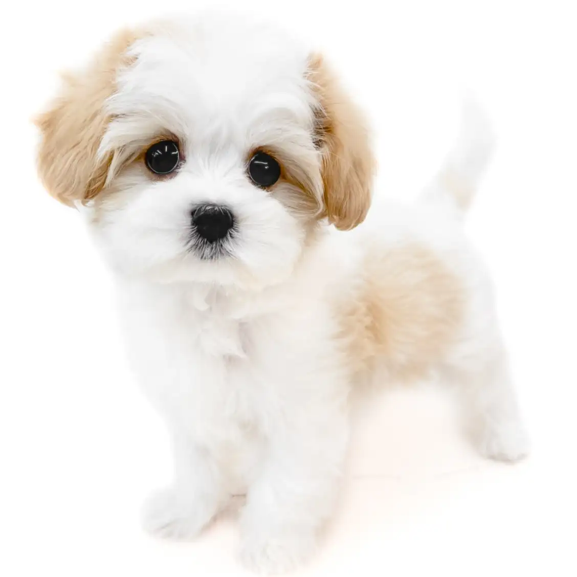 MIX(マルチーズ×キャバリアキングチャールズスパニエル)