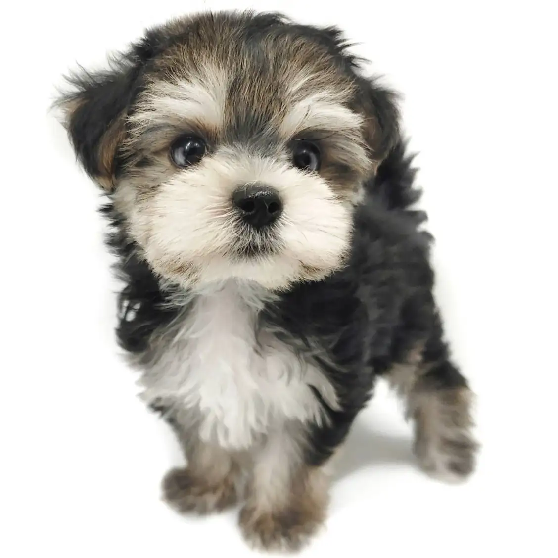 MIX（マルチーズ×ヨークシャーテリア）