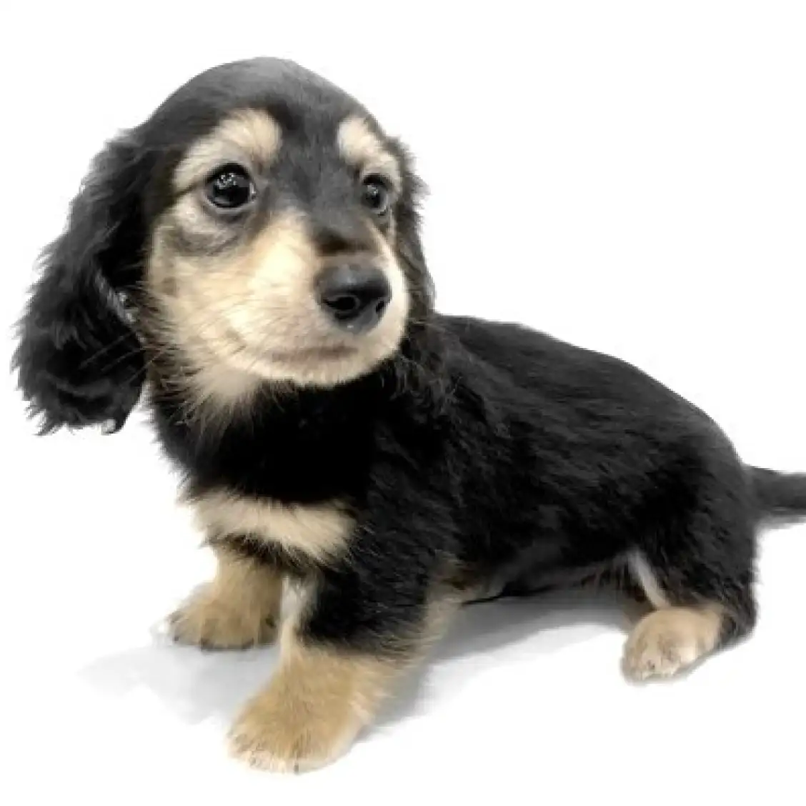 カニンヘン・ダックスフント