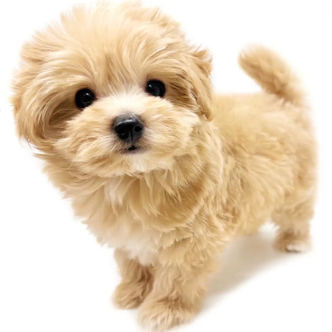 MIX（マルチーズ×トイプードル）